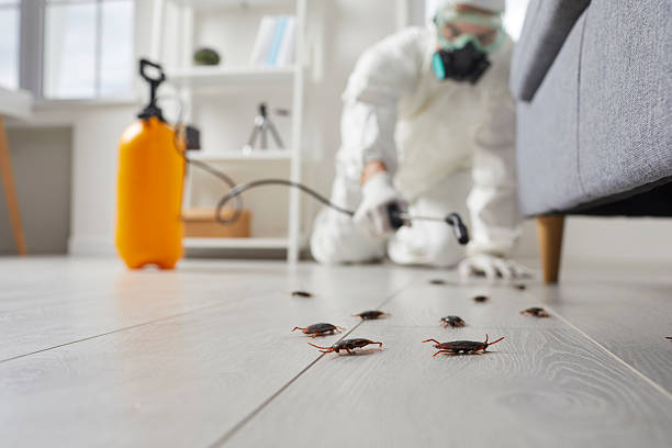 Post-Treatment Bed Bug Interceptor Monitoring in Waterloo